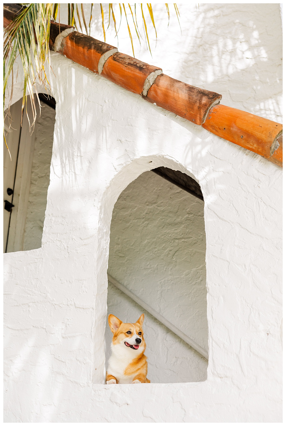 A corgi dog named Penelope poses at The Rich Hippies House