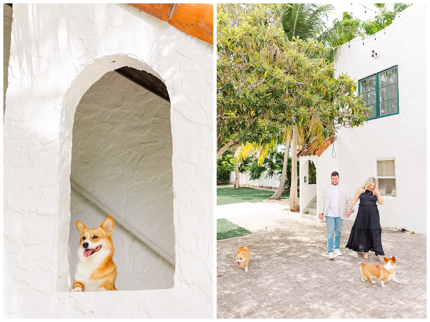 A corgi dog named Penelope poses at The Rich Hippies House